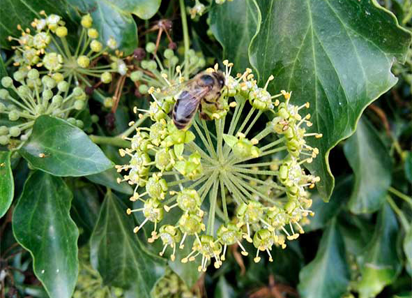 flores sobrehojuelas