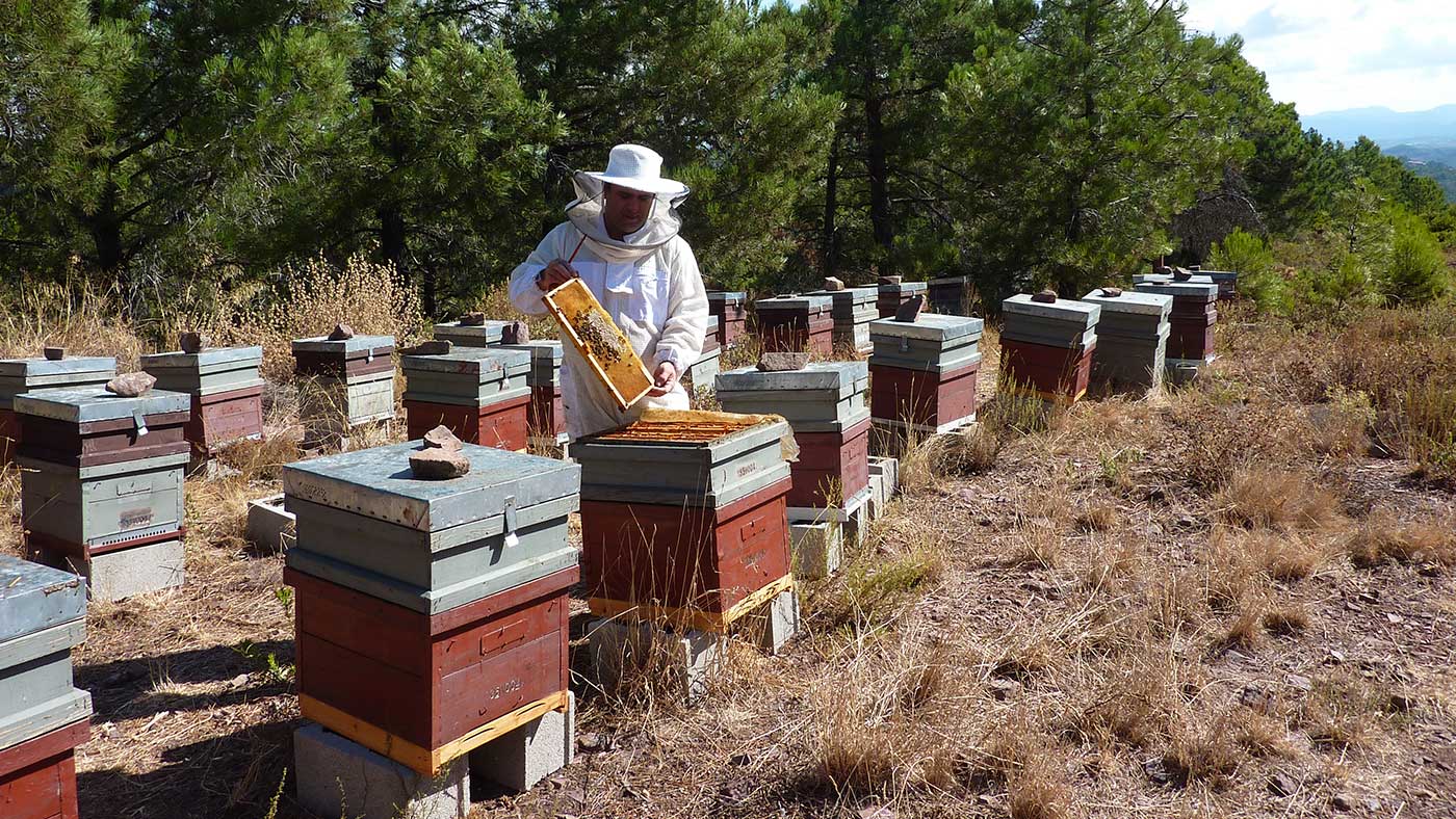Diferencia entre la miel convencional y la miel orgánica o ecológica