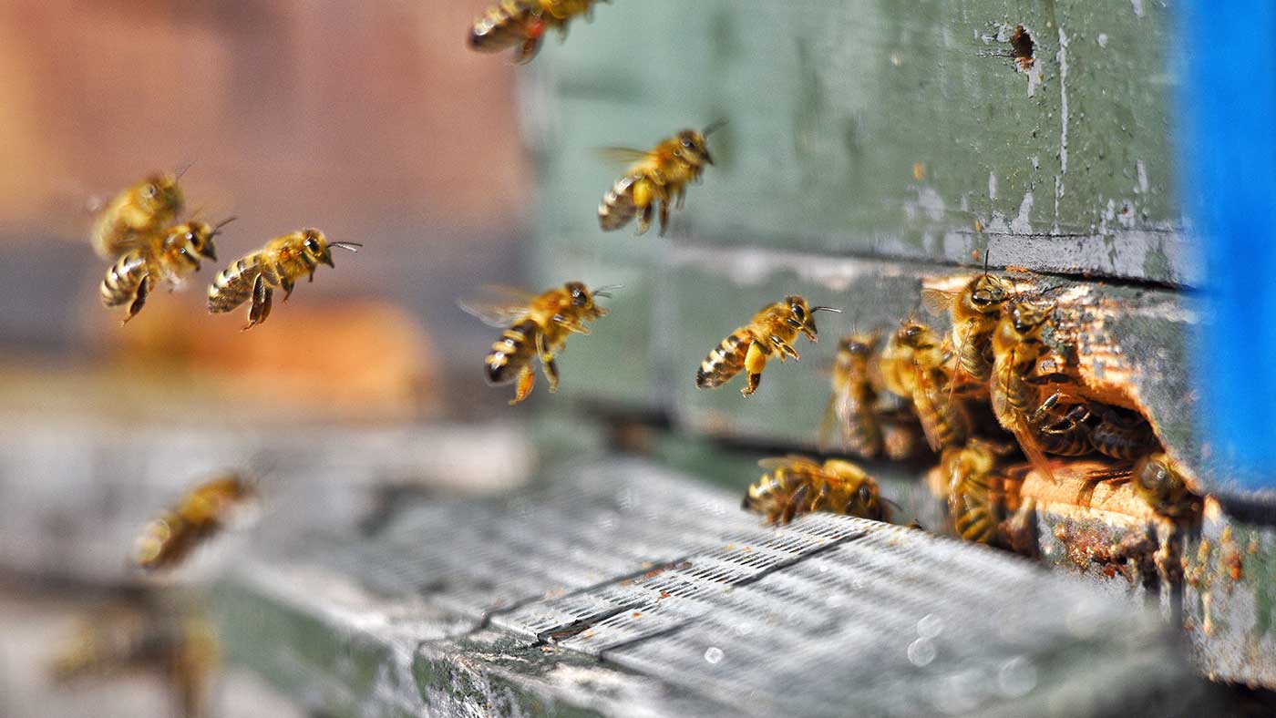 abejas-medioambiente