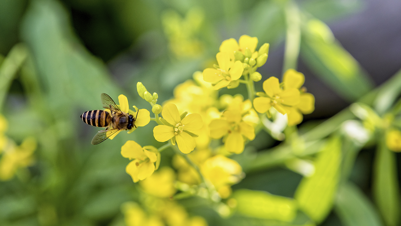 abejas y medioambiente